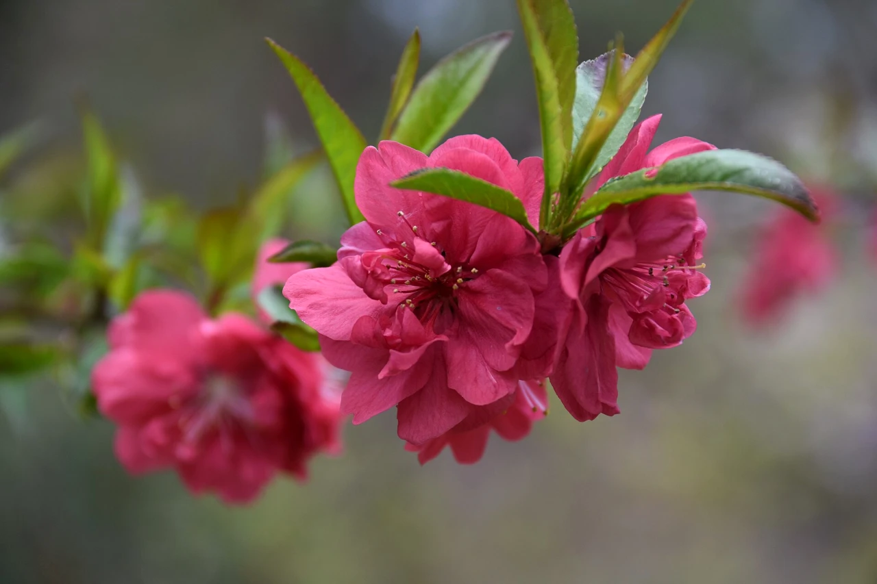 Cherry blossoms in full bloom in Seoul during spring