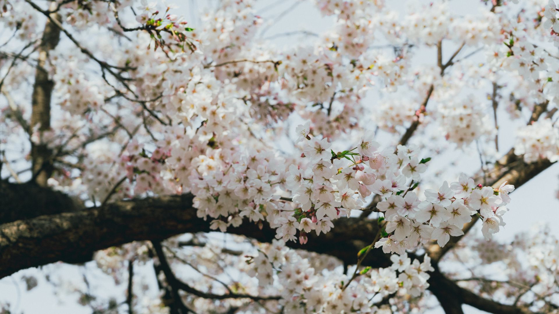 Cherry blossoms in full bloom in Seoul during spring